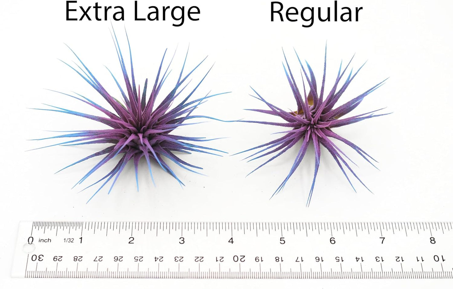 Dyed Tillandsia Ionantha Guatemala Enhanced Colored Colorful Air Plant Live Easy Care Indoor Outdoor Home Decor Gift Airplant by Awesome Industries Live Arrival Guaranteed (Black)