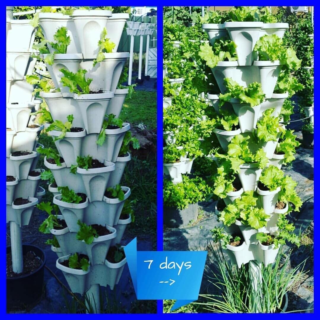 Mr. Stacky© 5-Tier 13 inch Wide - (Stone Color) Strawberry and Herb Garden Planter - Stackable Gardening Pots with 10 Inch Saucer