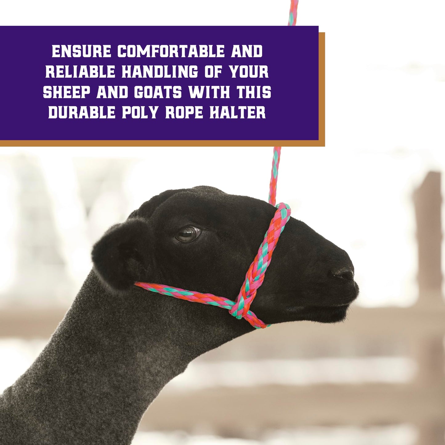 Weaver Livestock Poly Rope Sheep Halter, Modern Style Braid Sheep and Goat Rope Halter, Adjustable Lamb Halter Lead, Livestock Sheep Showing Supplies