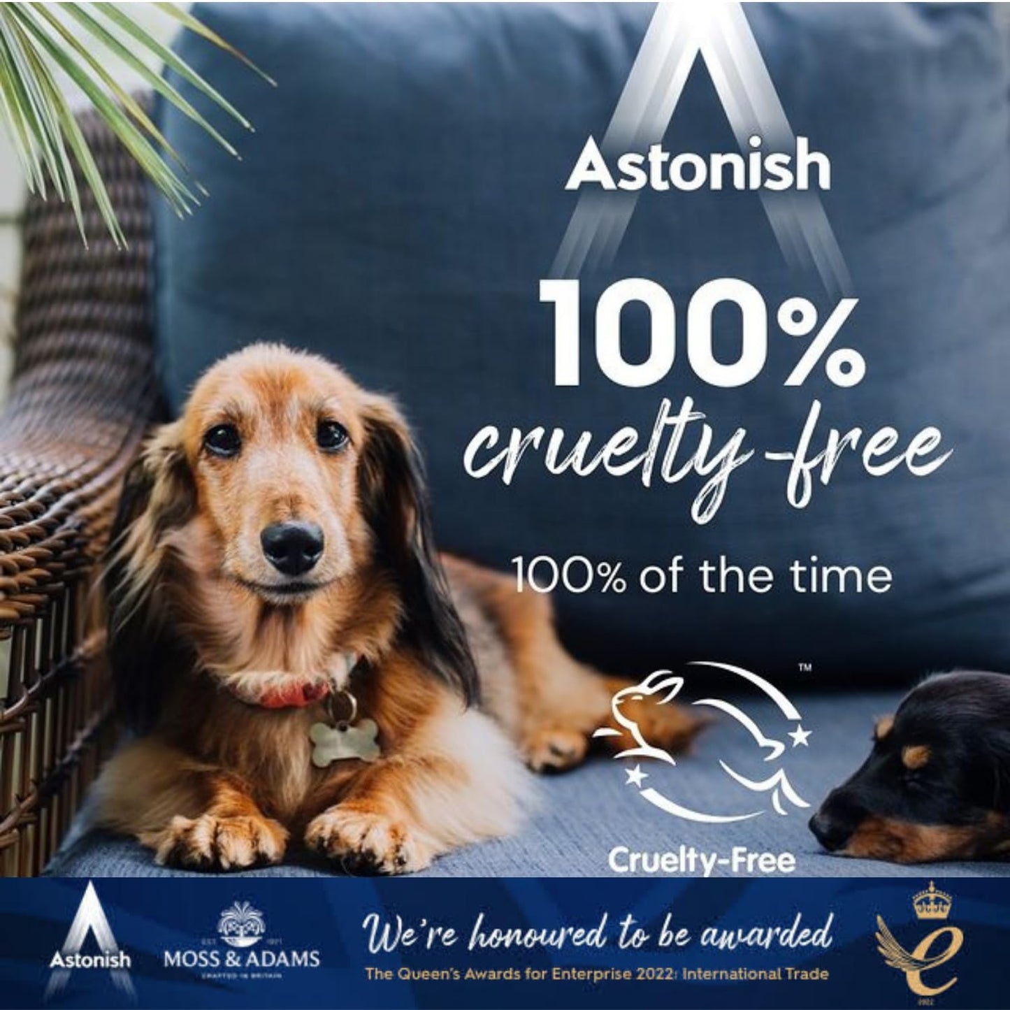 Astonish Specialist Clean & Revive Foaming Powder For Tea Pots, Coffee Mugs, & Stainless Steel - No Scrubbing, No Residue (12.35 Ounce (Pack of 1))
