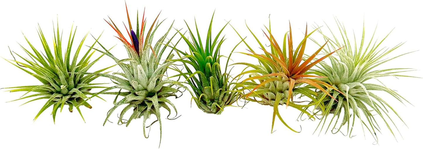 Air Plants - Tillandsia Ionantha Pack, Regular 1-3" - 5ct - Live Arrival Guaranteed - House Plants for Home Decor & Gift