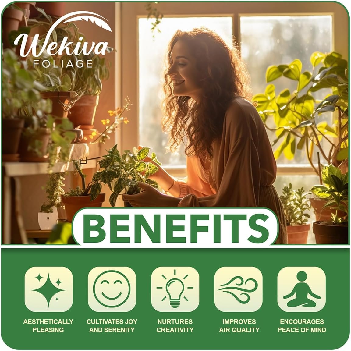 Lattarula Fig Tree - 4 Live Starter Plants - Ficus Carica - Edible Fruit Tree for The Patio and Garden