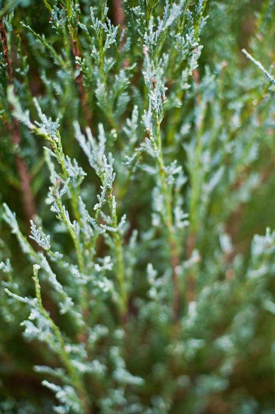 Skyrocket Juniper | 1 Live Gallon Size Tree | Juniperus Scopulorum | Drought Tolerant Cold Hardy Formal Upright Evergreen Plant