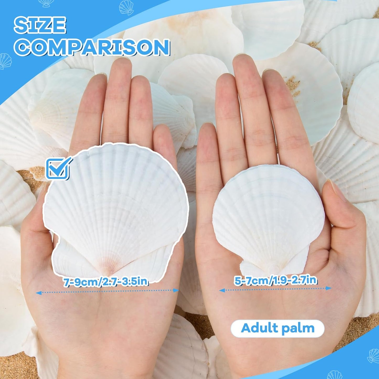 LUCKY BABY 16pcs Scallop Shells White Natural Sea Shells for Crafts 2.7-3.5 Inches Seashells for DIY Crafting Beach Wedding Home Decoration Baking (Pack of 2)