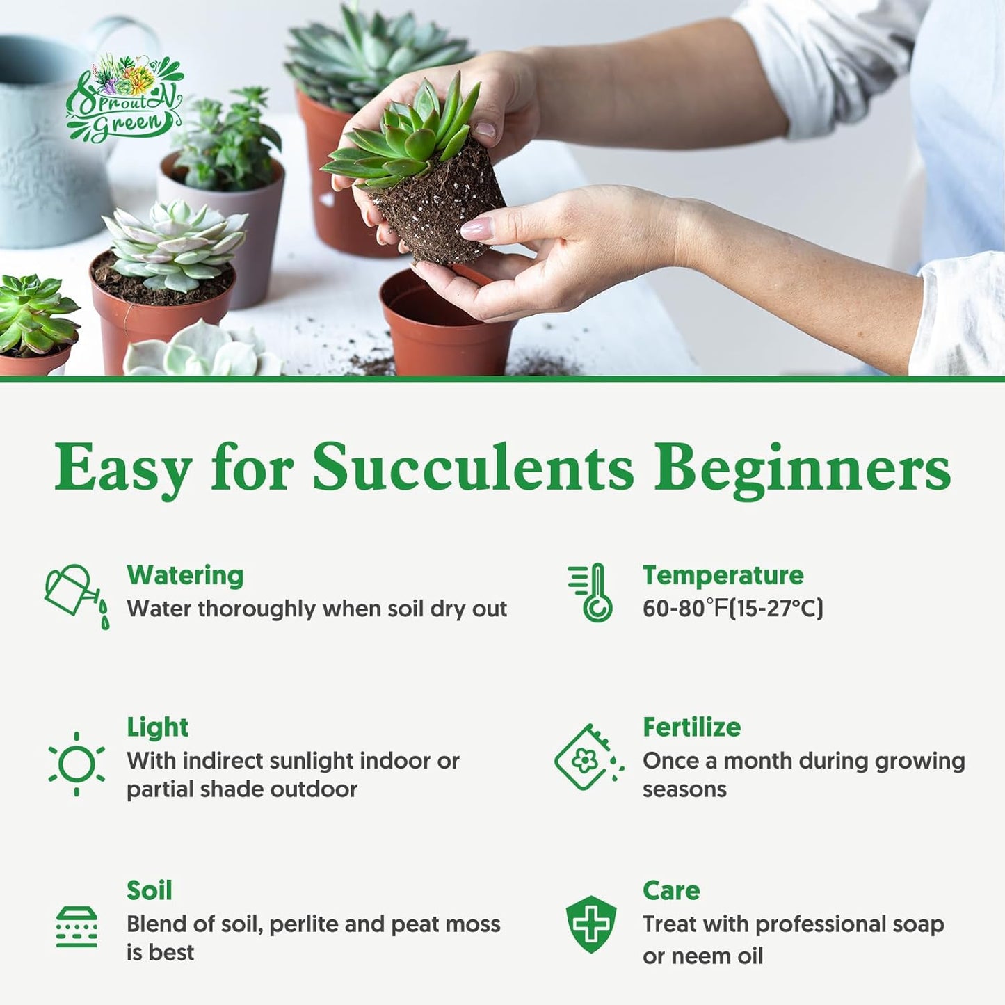 Sprout N Green Kalanchoe Tomentosa Daruma, Live Cactus Plant Fully Rooted in 4" Pots with Soil Mix, Houseplant for Indoor Outdoor Home Office Decor