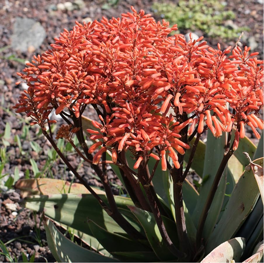 Coral Aloe Plants (Aloe striata) - Live Succulent with Striking Pink Edges and Smooth, Flat Leaves for Indoor/Outdoor Gardening (4 Coral Aloe sacs)