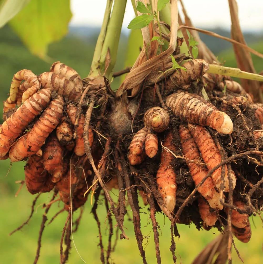 Live Red Turmeric Plants (Curcuma Longa) - Healthy Rhizome and Plant for Home Gardening & Medicinal Use (2 red Turmeric Cups)