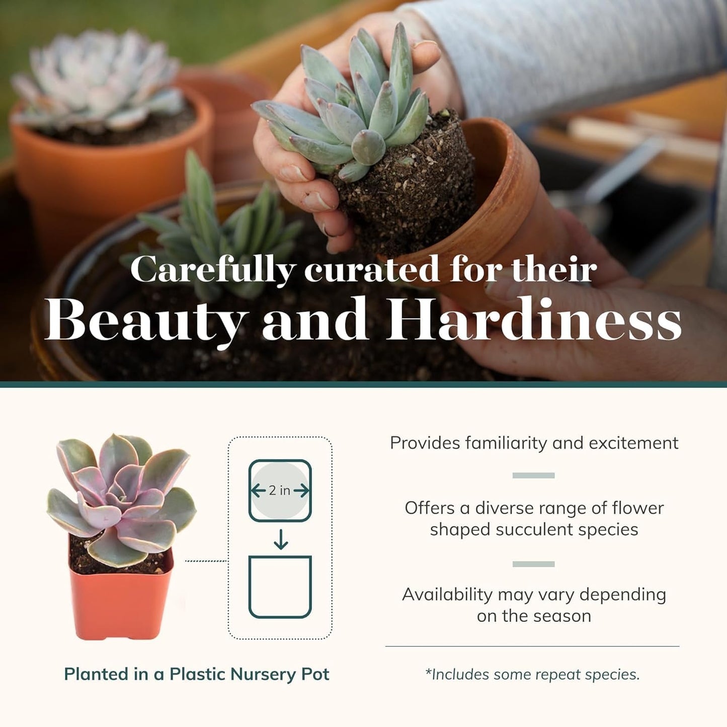 Shop Succulents Rosette Succulent Plant Pack Collection - Live Mini Succulent Plants, Low Maintenance, Floral Shaped Mix of Colors & Textures - Wedding and Party Favors, Gift & Garden, Pack of 32