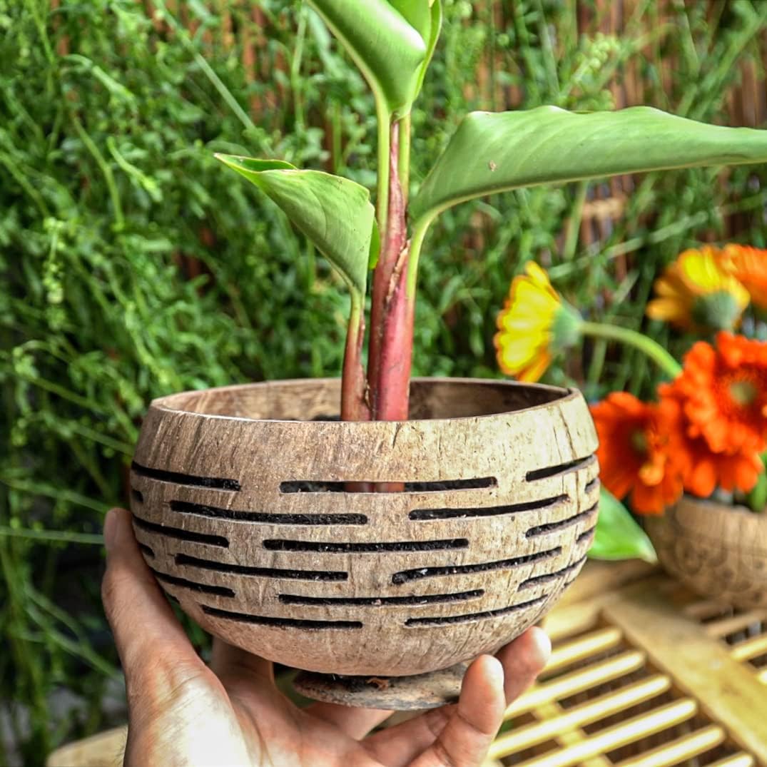 Set of 4 Horizons Coconut Planters w/Drainage Hole- Perfect for Succulents, Flowers, Small Plants, Indoor & Outdoor Gardens- Handcarved by Artisans, Eco-Friendly & Sustainable