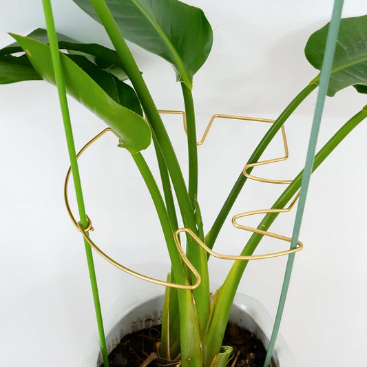 5PCS 11 * 9.4 Inch Monstera Plant Support Stem - Premium Adjustable Leaf Holder & Fishbone Cactus Stake, Durable Gardening Tool for Climbing Plants, Easy Installation & Enhanced Stability