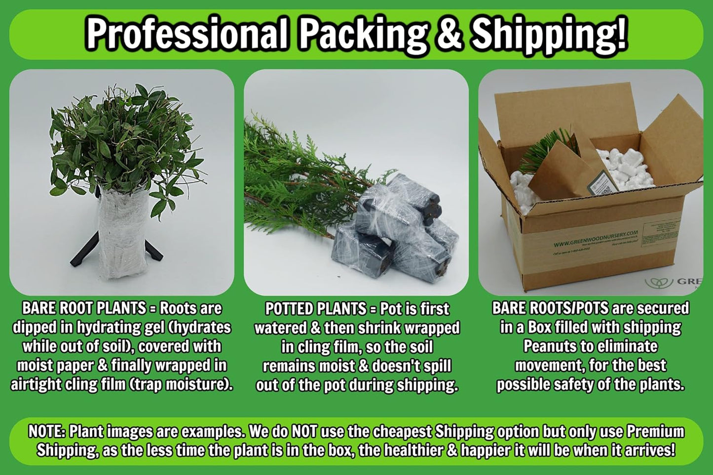 Greenwood Nursery: Live Perennial Plants - Autumn Brilliance Fern + Dryopteris Erythrosora - [Qty: 5X Pint Pots] - (Click for Other Available Plants/Quantities)