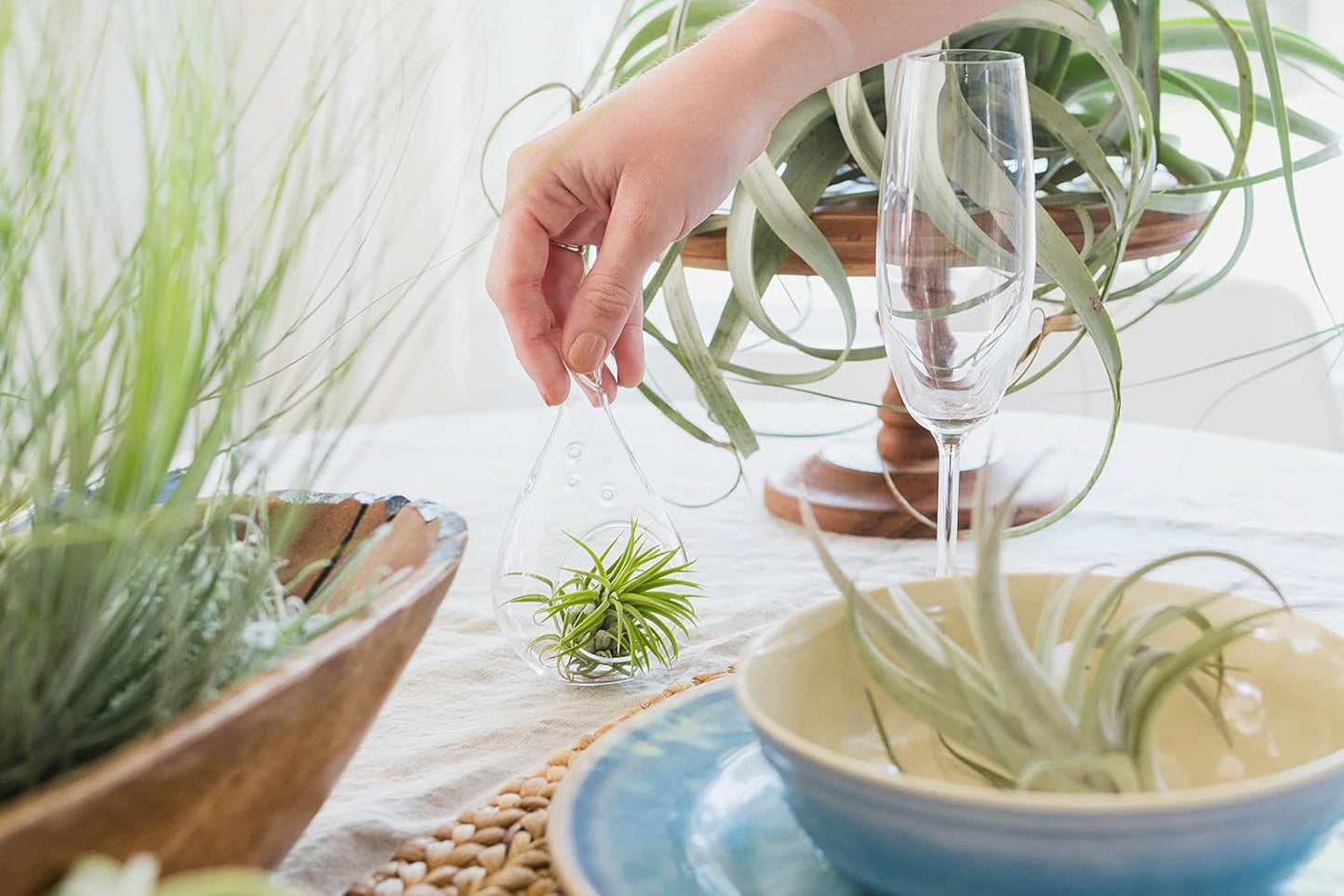 5 Pack Air Plants Red Abdita Tillandsia - Medium Air Plants Live Variety Pack - Live Succulent House Plant - Home Holders and Garden Decor - Easy Care Indoor and Outdoor Plant