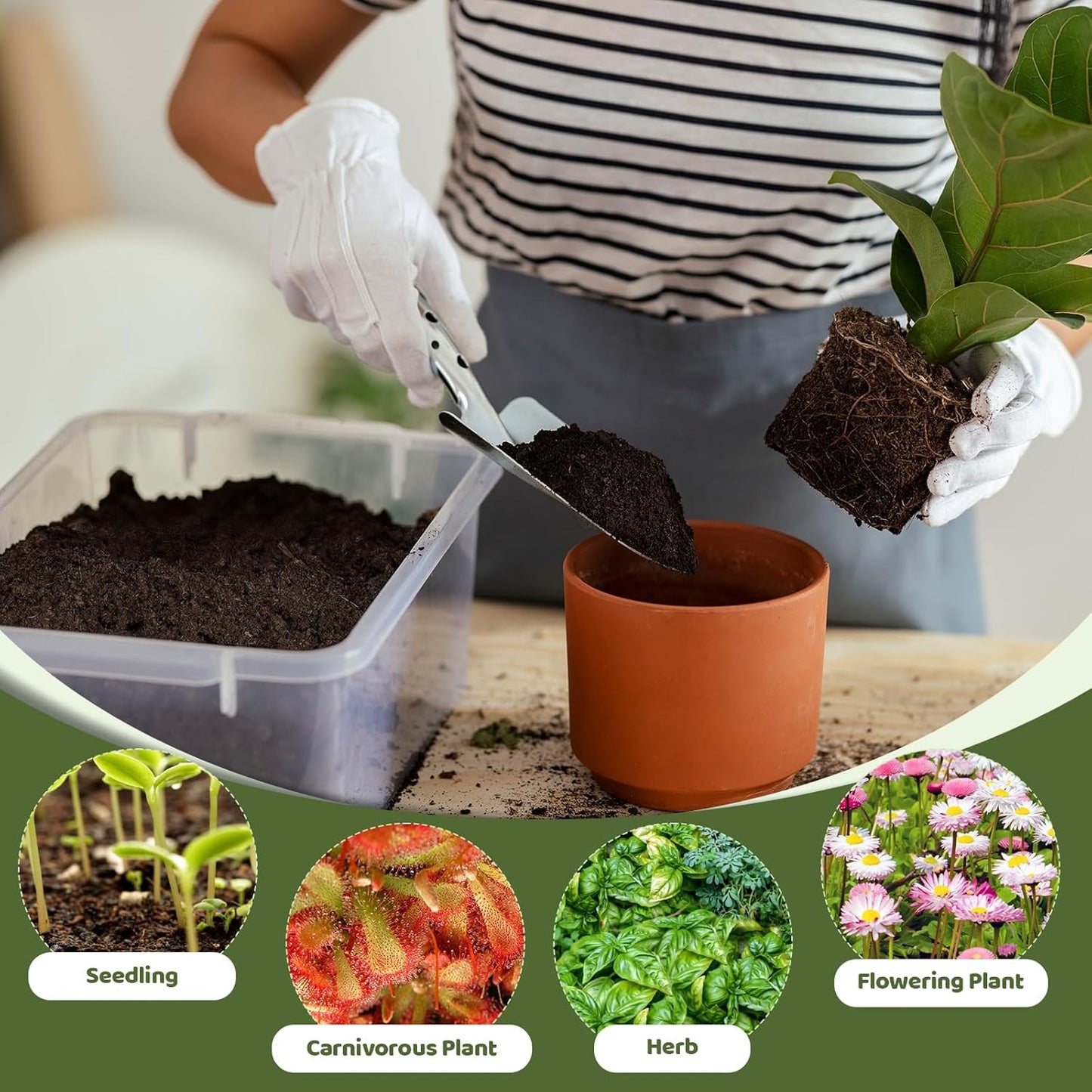 Sphagnum Peat Moss for Plants 4qt, Organic Garden Growing Soil Amendment and Media for Flowers, Vegetables, Herbs, Orchid, Indoor Houseplant