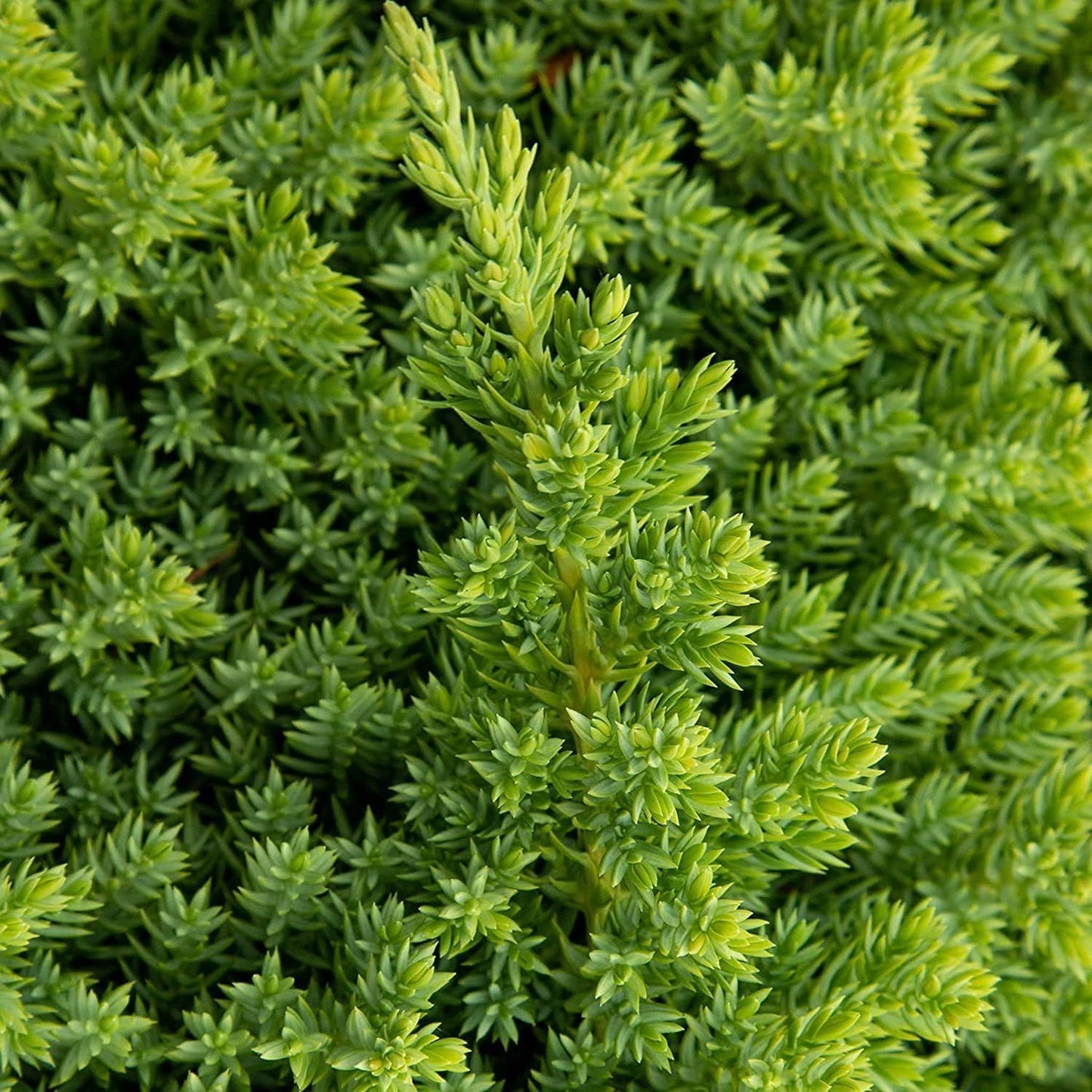 Dwarf Japanese Garden Juniper | 5 Live 4 Inch Pots | Juniperus Procumbens Nana | Drought Tolerant Evergreen Groundcover | Great Plants for Bonsai