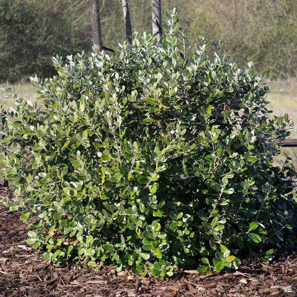 Pineapple Guava Plant - 1 Live 4 Inch Plants - Feijoa Sellowiana - Edible Flowers and Fruit
