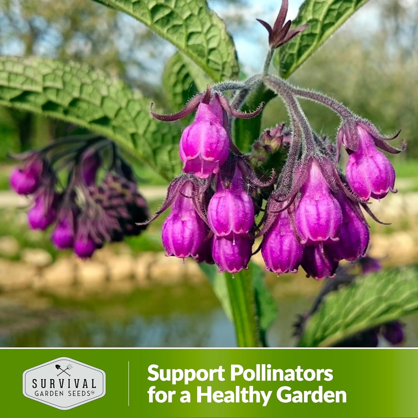 Survival Garden Seeds Comfrey Seed for Planting - 3 Packets with Instructions to Plant and Grow Slippery Root Plants in Your Home Herb Garden - Symphytum officinale - Non-GMO Heirloom Seed Variety
