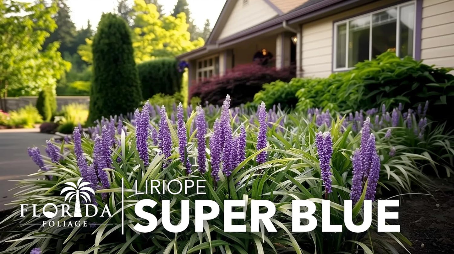 Liriope Super Blue | 3 Live Plants | Liriope muscari 'Super Blue' | Ornamental Ground Cover Plants | Shade-Tolerant Landscaping Perennial