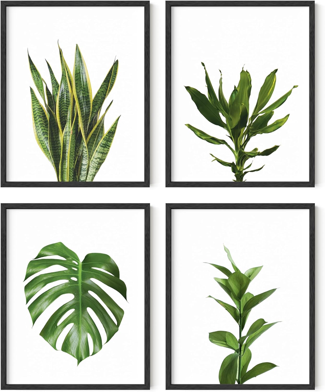 HAUS AND HUES Plant Photo Set of 4-11x14