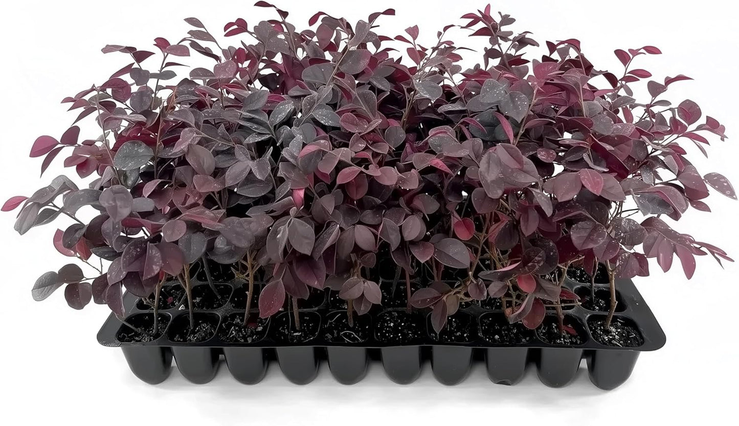 Loropetalum Carolina Midnight | 20 Live Plants | Loropetalum Chinense | Purple Foliage Shrub | Ornamental Landscape Bush | Fast Growing Plants