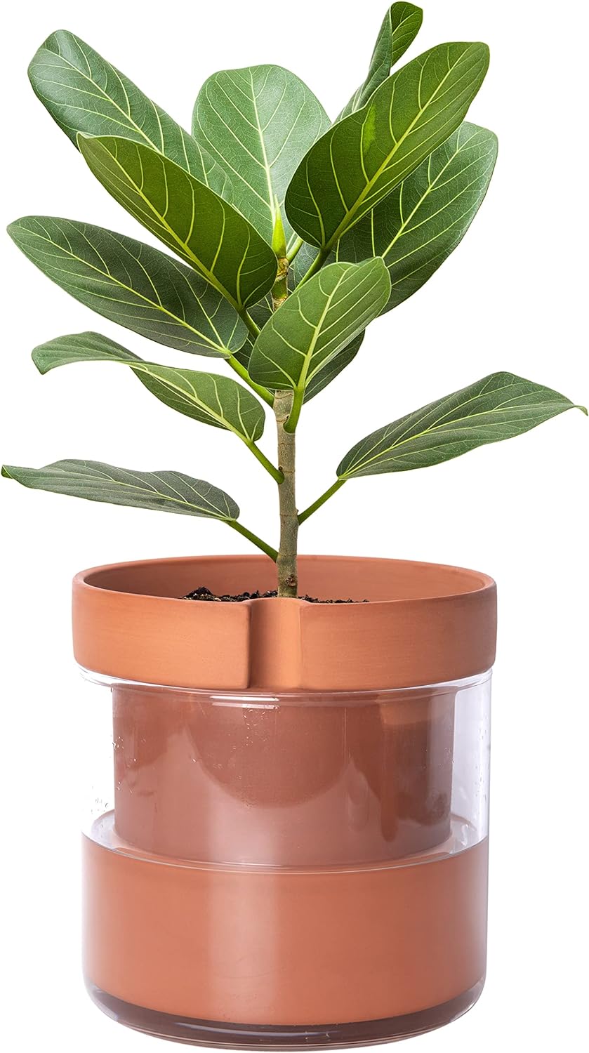 Phoenix Vine 8 Inch Self Watering Planter Pot, Terracotta Clay Pot with Glass Reservoir for Indoor Plants, Herbs, Flowers, Set of 1, 52-A-H-1