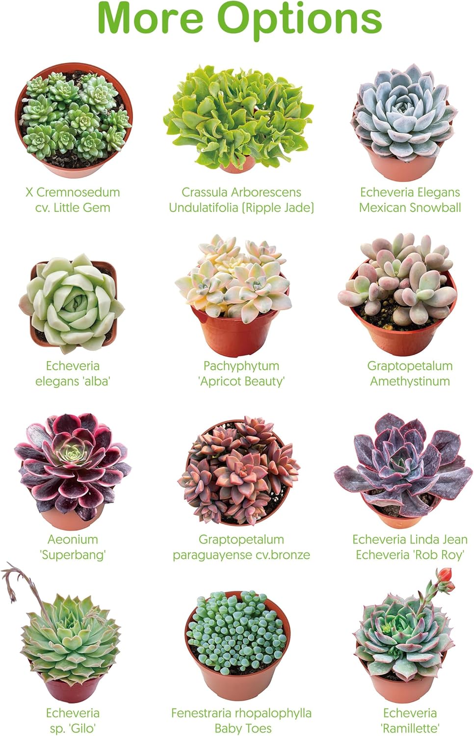 Live Succulent Plants Green Pagoda Mini Jade, Easy Care Potted Succulents, Approx 4" D x 9" H, Indoor Houseplant, Unique Gifts, Home Office Décor
