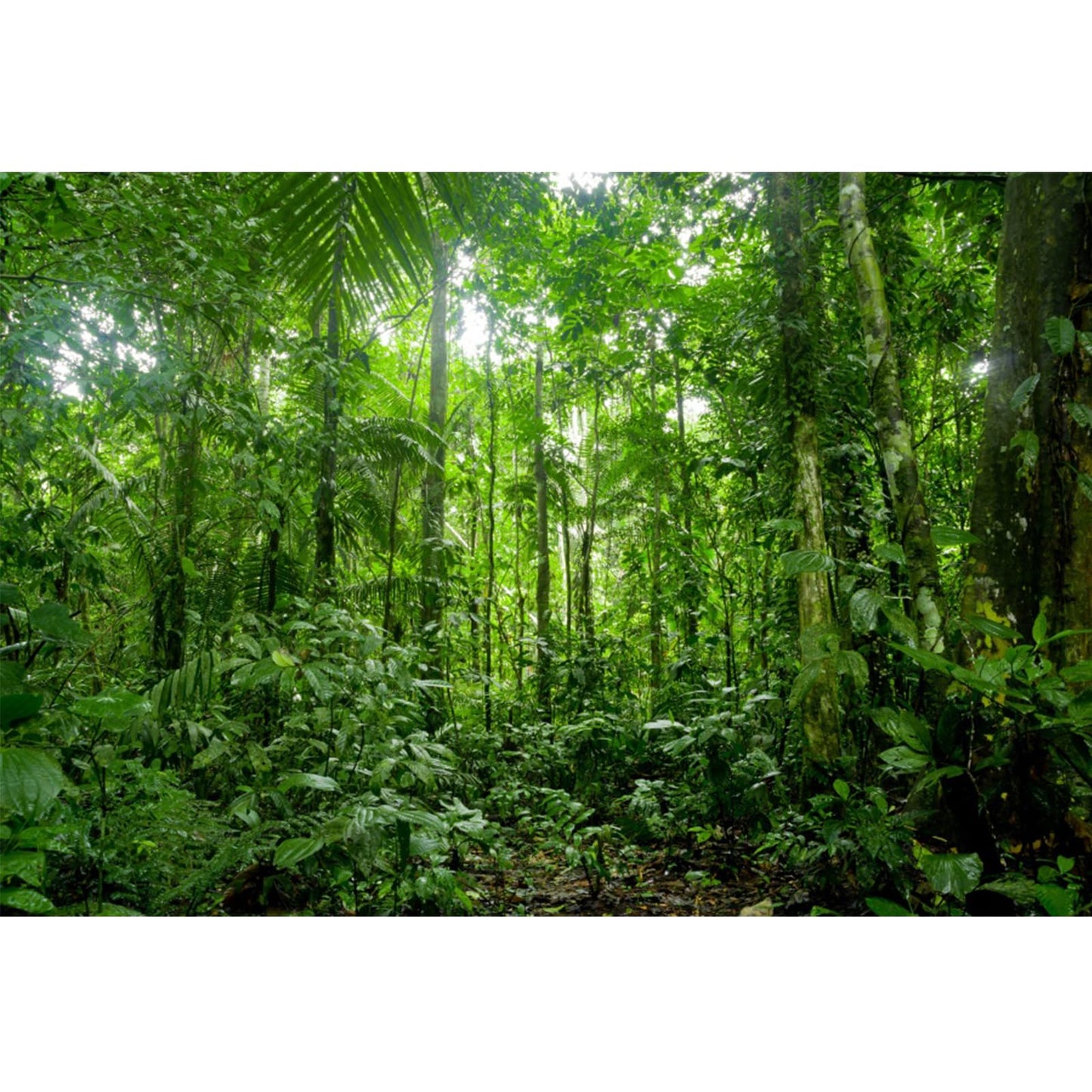 Yongfoto 7X5Ft Spring Rainforest Backdrops For Photography Tropical Jungle Forest Woodland Green Trees Photo Background Nature L