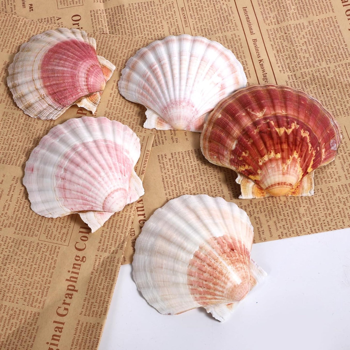 8 PCS 4-4.5 Inch Natural White Scallop Shells Sea Shells for DIY Craft Home Décor