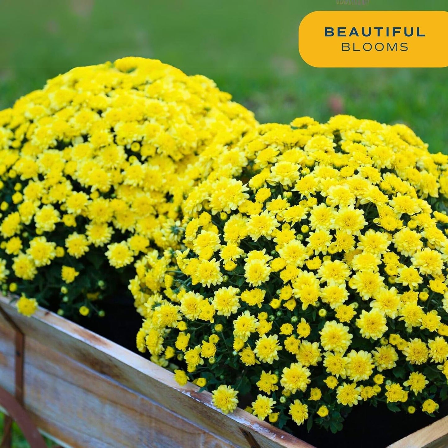 Costa Farms Live Flowering Yellow Mums (Pack of 4), Mini Chrysanthemum Houseplant, Full Bloom Plant Delivery, Potted in Grower Pot, 11-Inches Tall