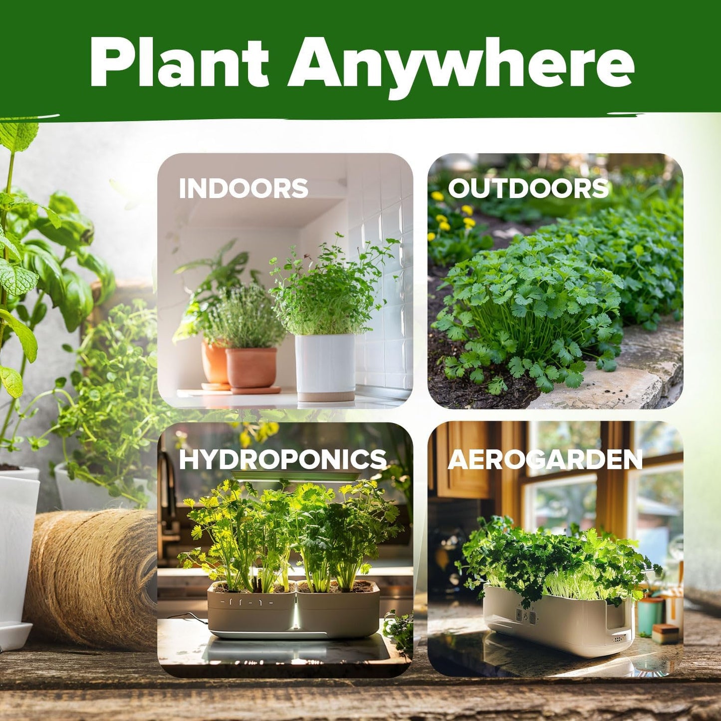 HOME GROWN Cilantro Seeds 250 Calypso & 250 Santo Cilantro for Planting Indoors, Hydroponics or Aerogarden - Heirloom, Non-GMO, Santo Plant, for Your Indoor Herb Garden