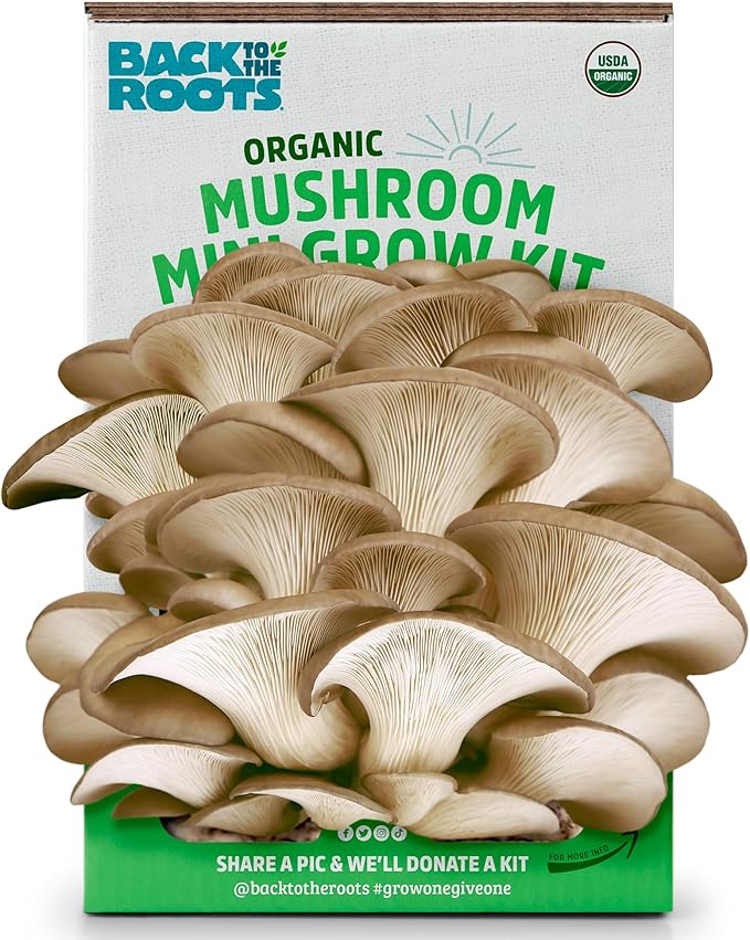 Back to the Roots Organic Mini Mushroom Grow Kit, Harvest Gourmet Oyster Mushrooms In 10 days, Top Gardening Gift, Holiday...