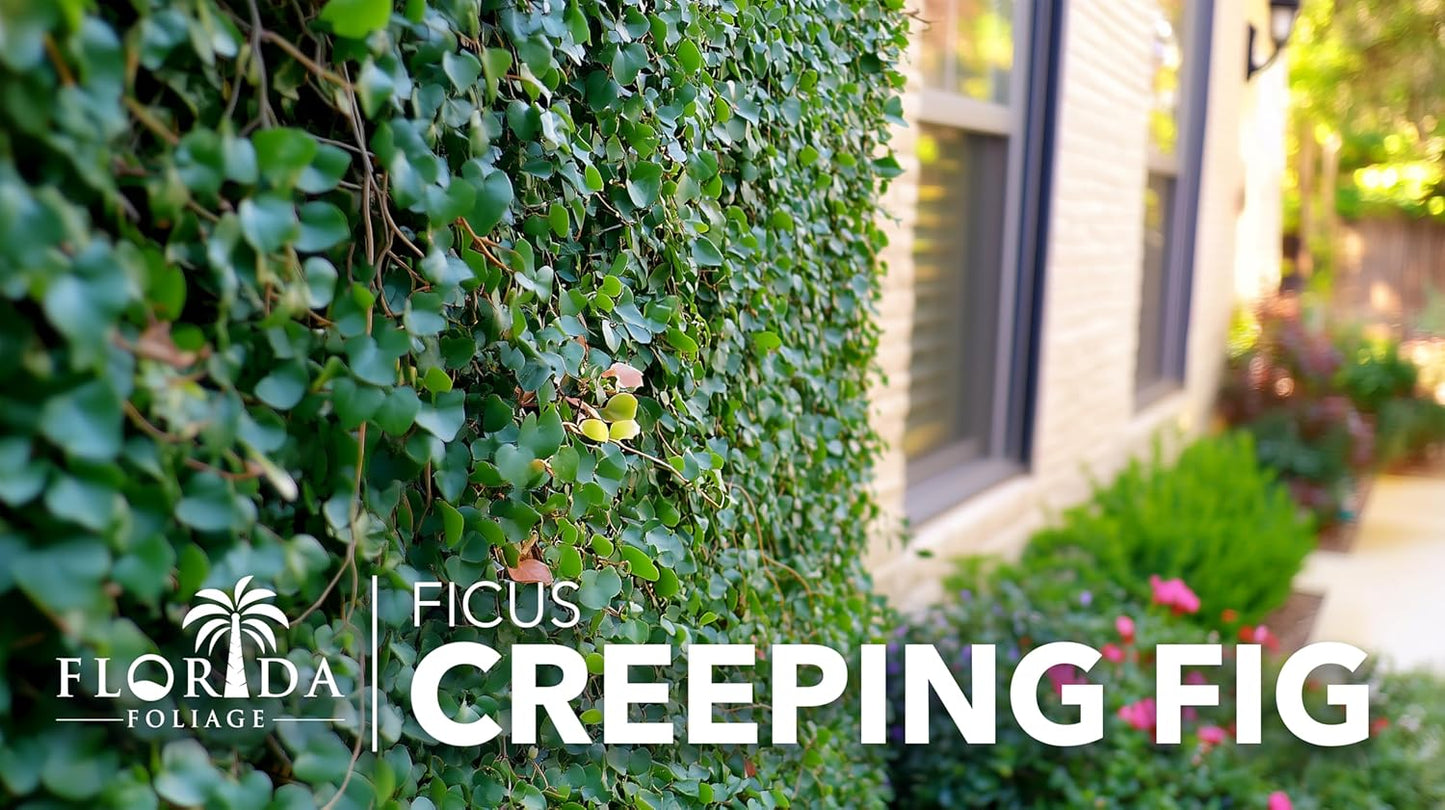 Creeping Fig Vine | 3 Live Plants | Ficus Pumila | Fast-Growing Ground Cover | Evergreen Climbing Vine for Walls & Trellises