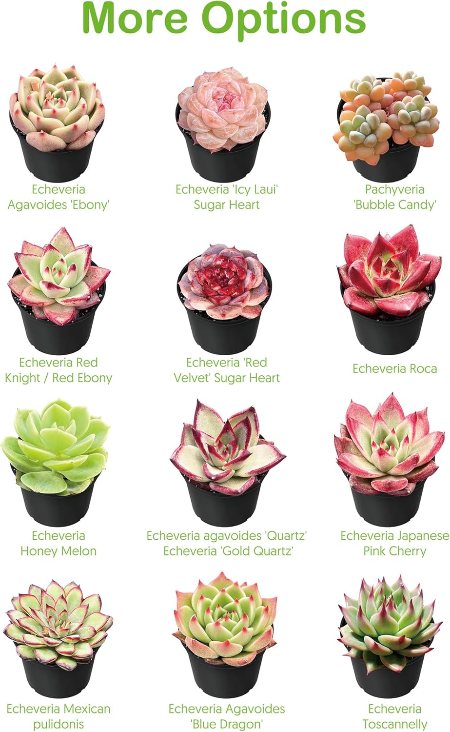 Live Succulent Donkey Tails, Approx 2-inch Large, Potted Succulents, Fully Rooted, Easy Care House Plants