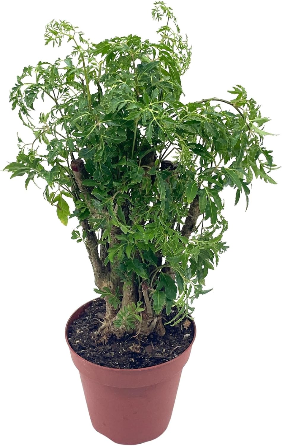 BubbleBlooms Aralia Ming Bonsai Stump Plant Polyscias fruticosa in a 4 inch Pot
