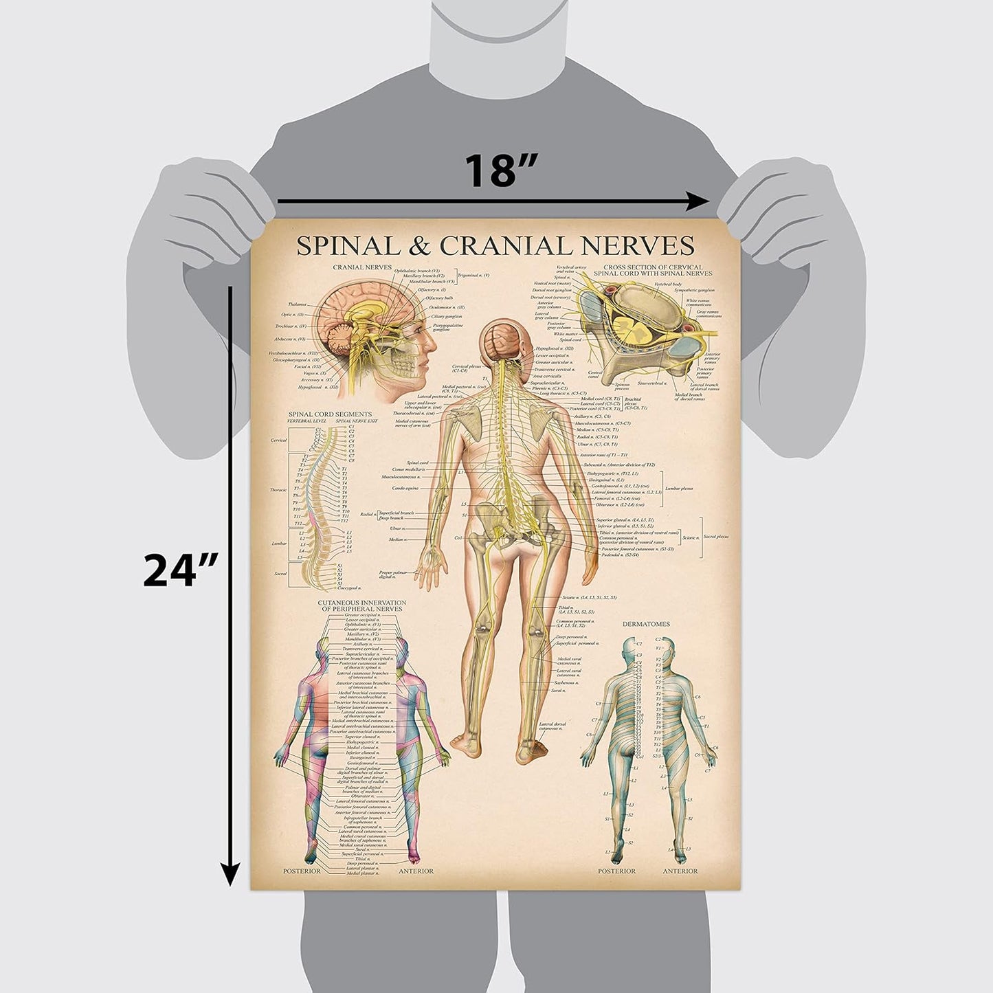 Palace Learning Vintage Spinal Nerves Anatomical Chart - Spine and Cranial Nervous System Anatomy Poster (with Dermatomes) Laminated - 18" x 24"