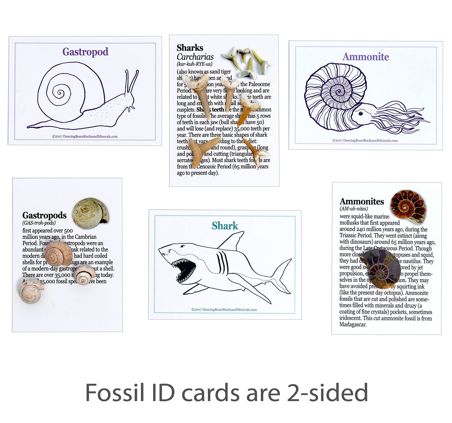 DANCING BEAR Fossil Collection Kit (12 pc Set) Real Shark Teeth, Dinosaur Bone, Coprolite (Poop!), Fossil ID Book, STEM Science Set