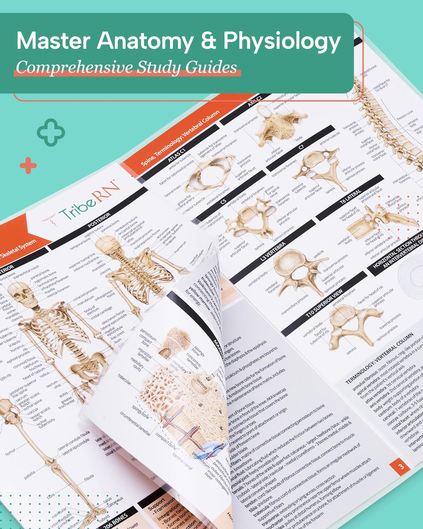 TribeRN Anatomy & Physiology Study Guides - Set of 10 Human Anatomy Guides for Nursing Students, School, College, Medical Professions - 12 Topics on Body Systems w/ Reference Charts & Terminology