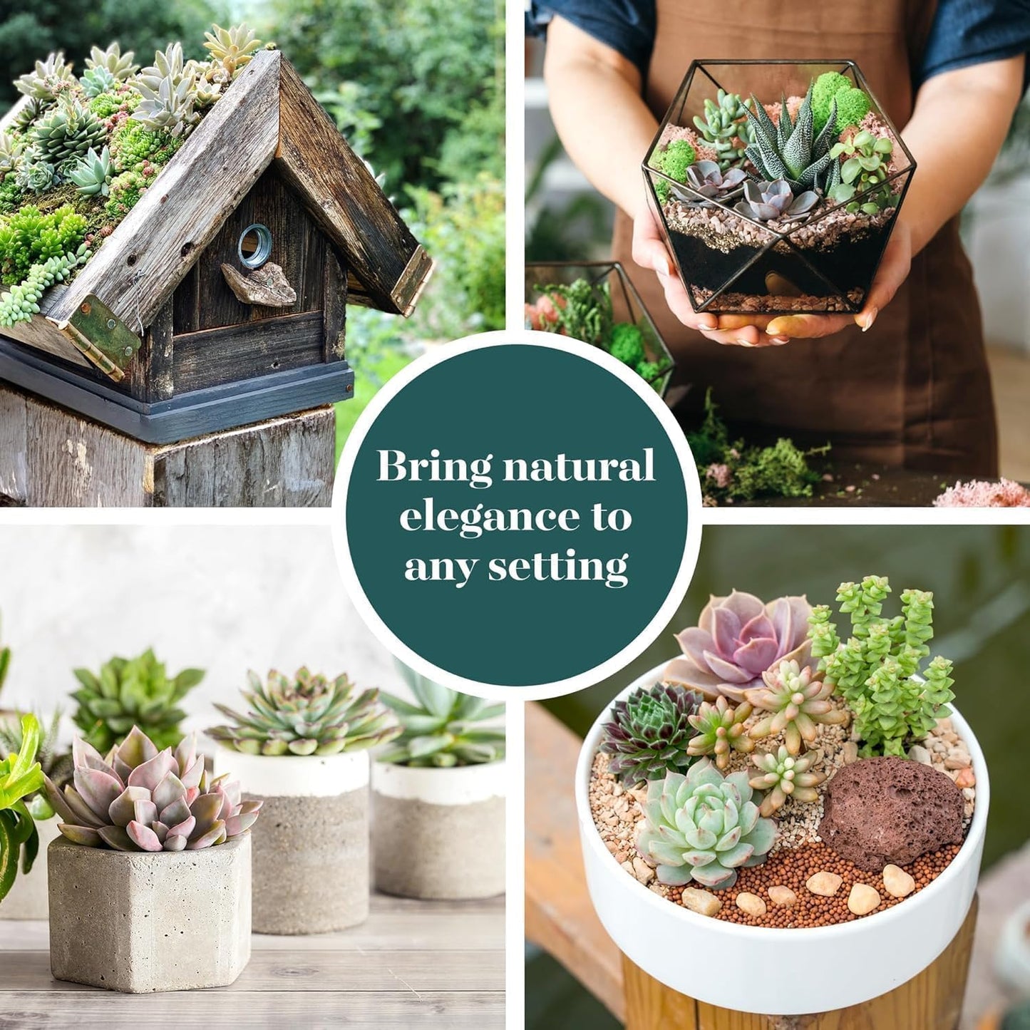 Shop Succulents Mixed Succulent Plant Pack 2" Grow Pot Pack of 12