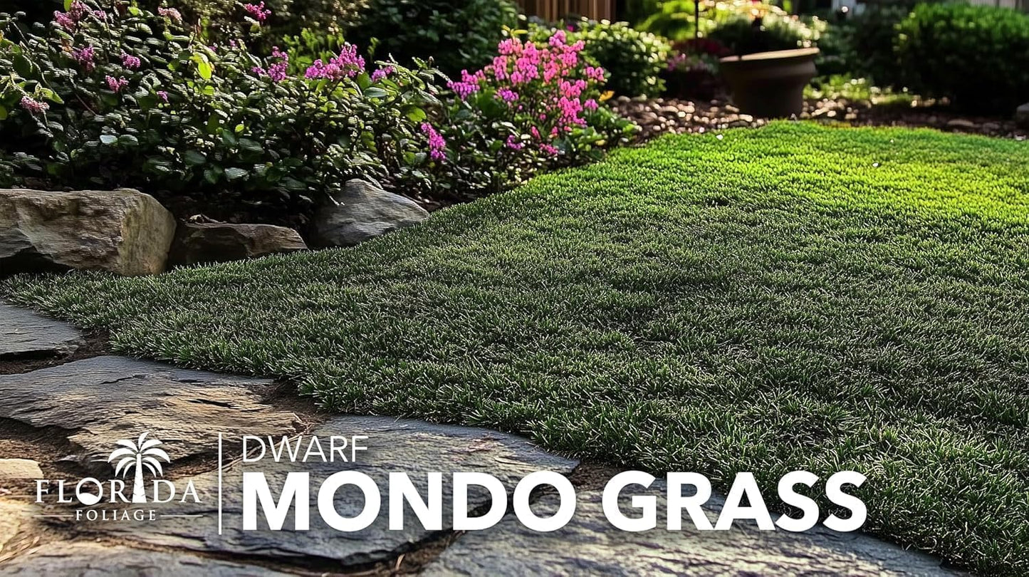 Dwarf Mondo Grass | 60 Live Plants | Japonicus Nanus | Shade Loving Evergreen Lilyturf Groundcover
