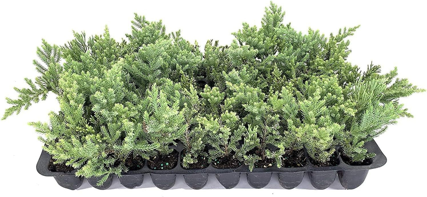 San Jose Juniper | 40 Live Plants | Juniperus Chinensis | Bonsai Drought Tolerant Cold Hardy Evergreen Groundcover