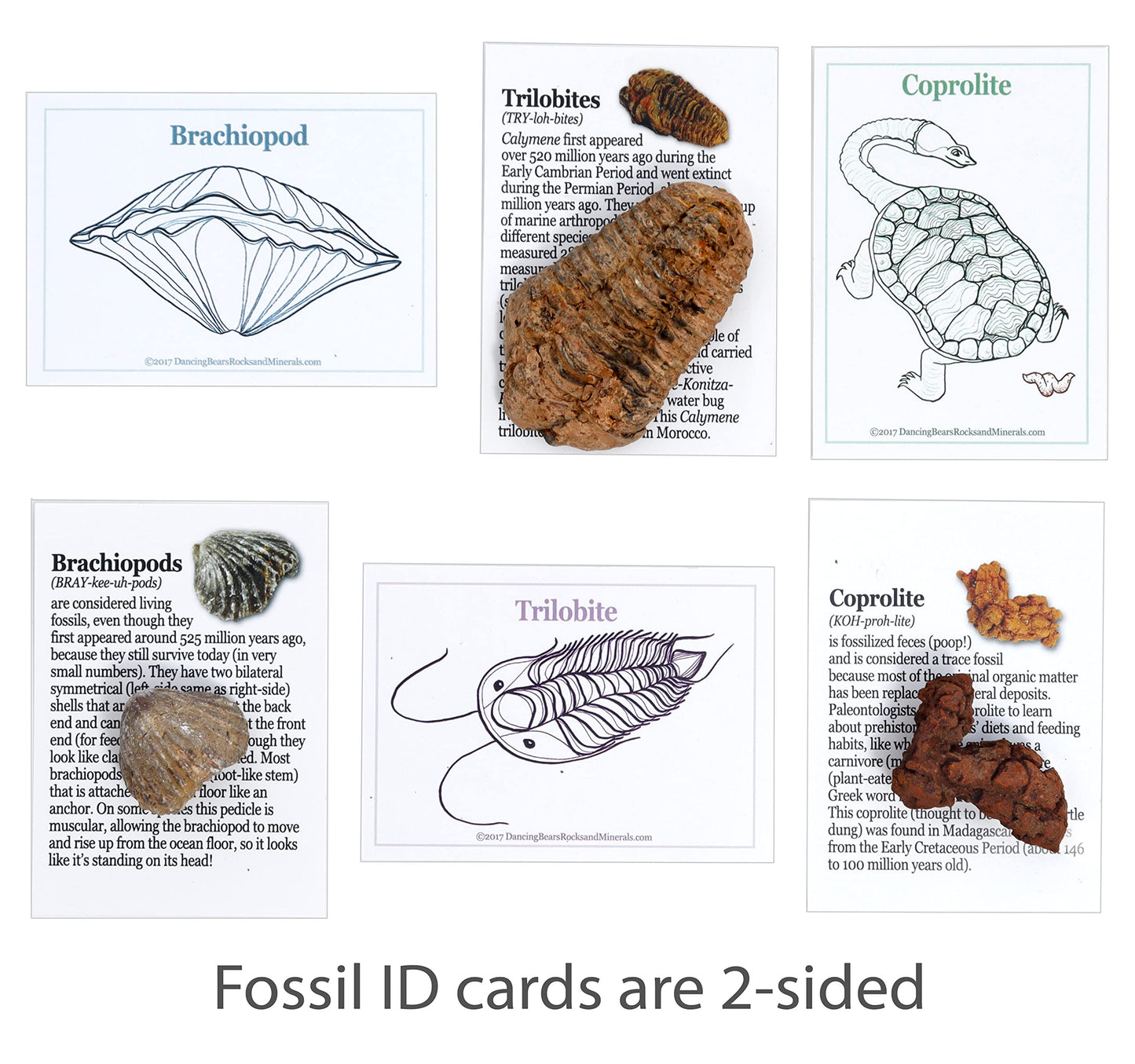 DANCING BEAR Fossil Collection Kit (12 pc Set) Real Shark Teeth, Dinosaur Bone, Coprolite (Poop!), Fossil ID Book, STEM Science Set