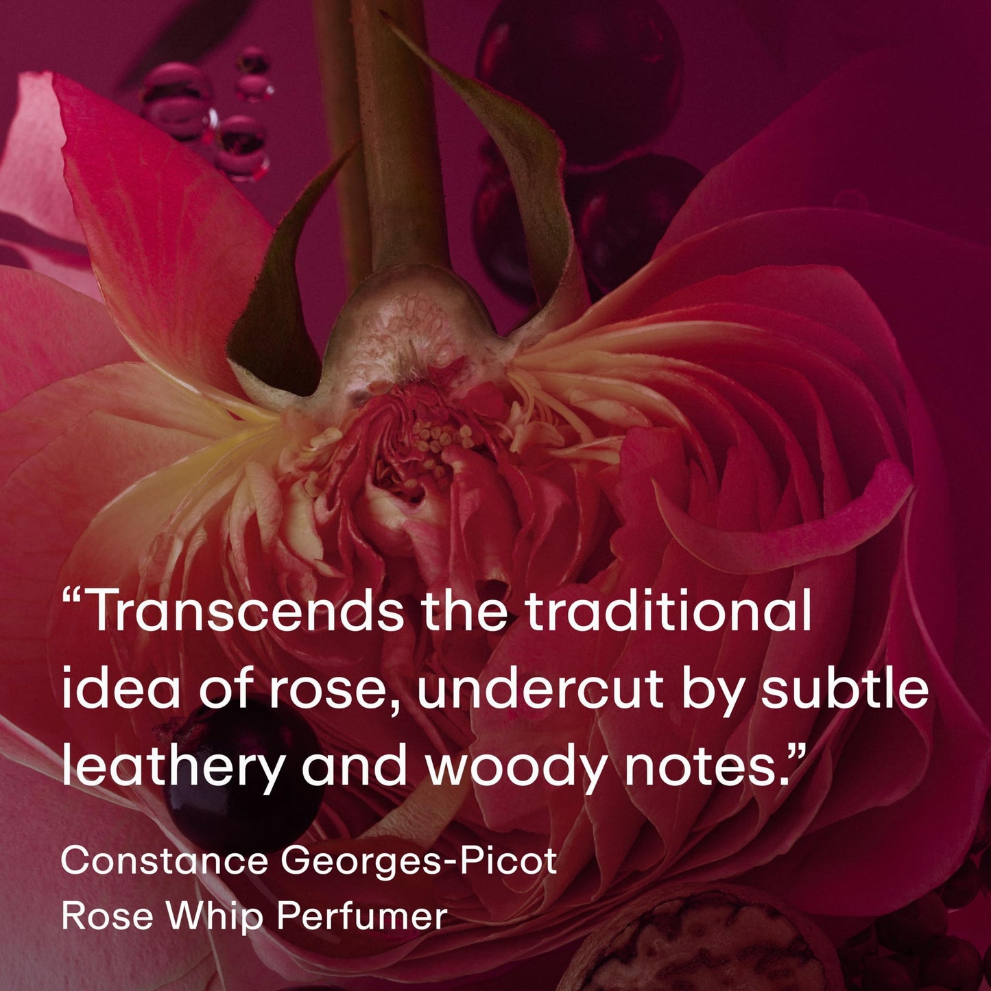 PHLUR Rose Whip Eau de Parfum - Full Size Perfume - Fruity Floral Perfume with Rose, Black Currant, Pink Pepper, Nutmeg, Cashmer