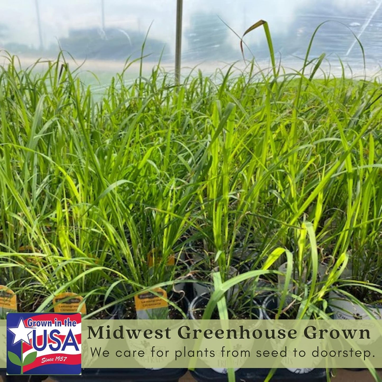 Clovers Garden 2 Large Lemongrass Plants Live - Mosquito Repellent Plants 4”– 7” Tall in 3.5” Pots - Non-GMO Edible Medicinal Herb Cymbopogon Citratus