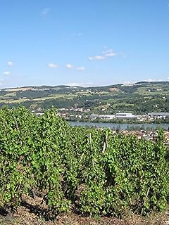 Wine From the Rhone