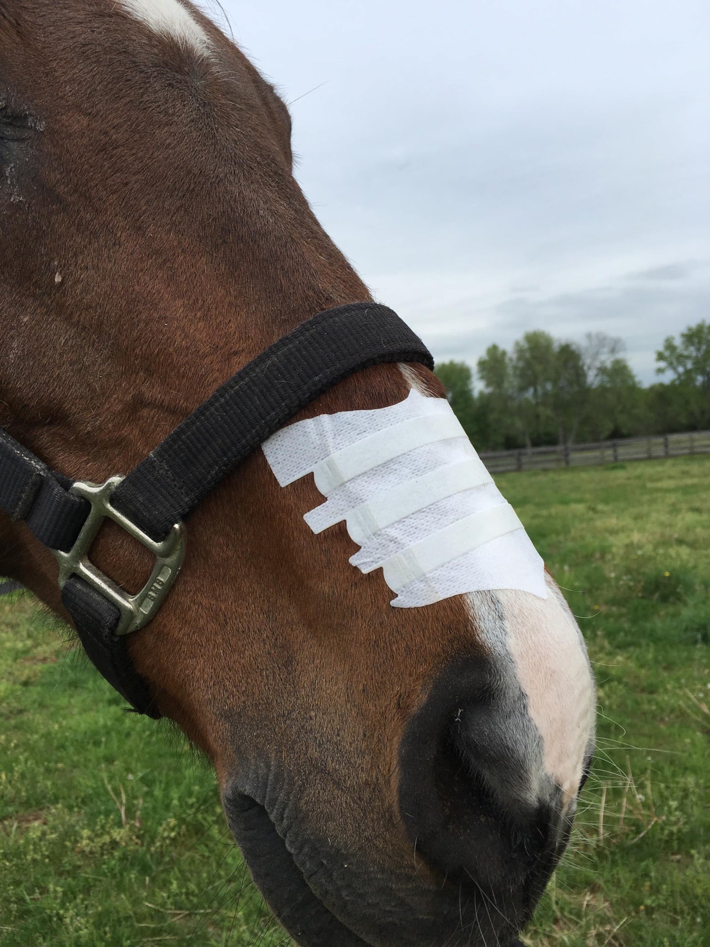 FLAIR Equine Nasal Strips for Horses (White, 6 Pack) | Adhesive Equine Nasal Strips & Support | Breathing Improvement for Competition and Training Horses | Equine Health Supplies | Breathing Aid