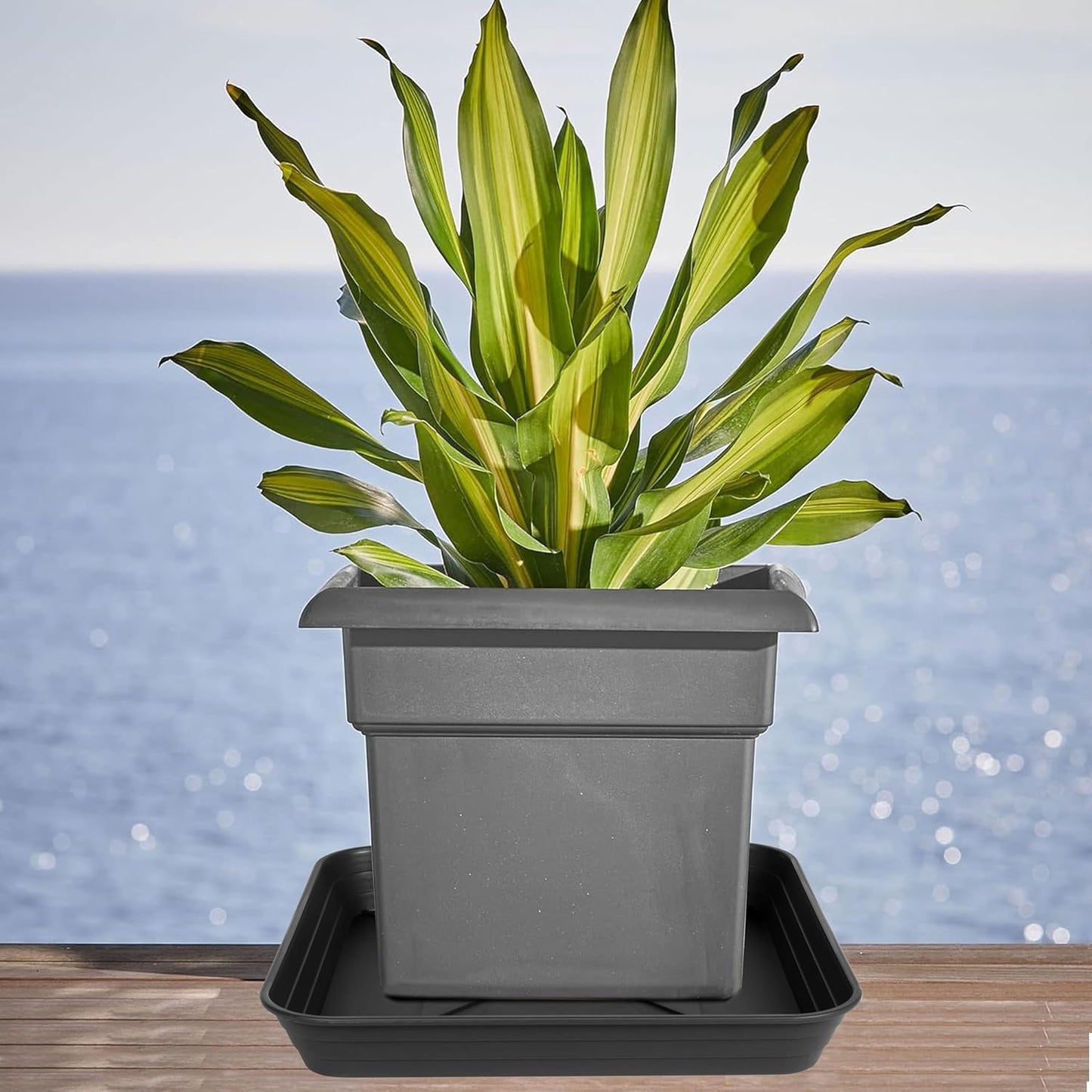 Square Plant Saucer Tray 8 inch 2 Pack, Heavy Duty Plastic Square Plant Saucers for Indoors Outdoor, Flower Planter Drip Trays for Pots, Seed Starting Tray