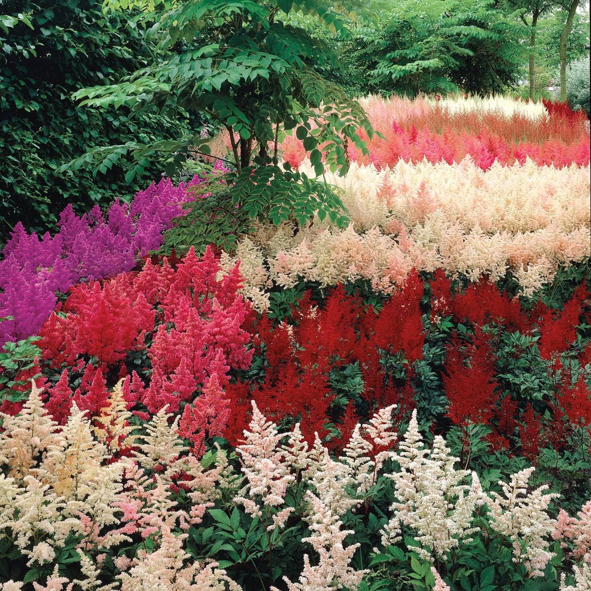 BRECK'S - Assorted Astilbe Perennial Mixture, Dormant Bare Root Spring Flowering Perennials, 6-Pack
