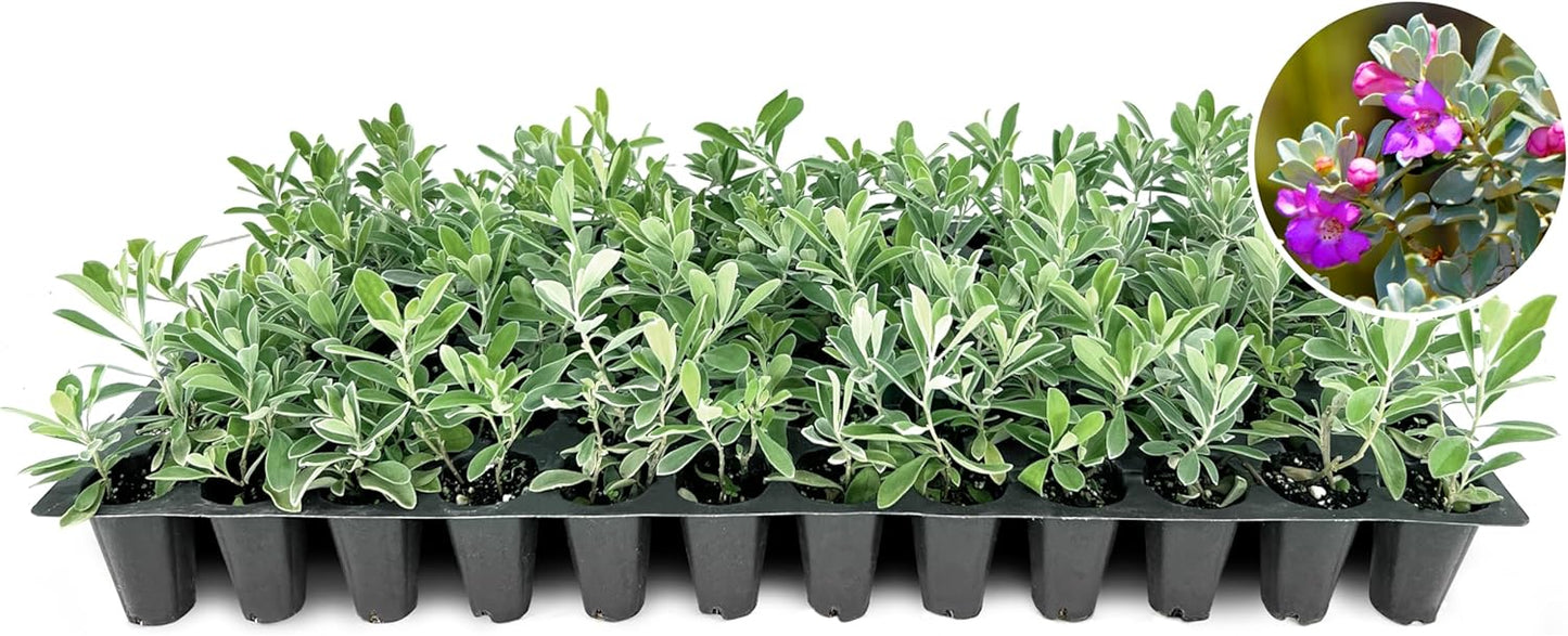 Texas Sage | 20 Live Plants | Leucophyllum frutescens | Drought-Tolerant Shrub for Landscaping | Hardy Evergreen with Silver Foliage and Purple Blooms