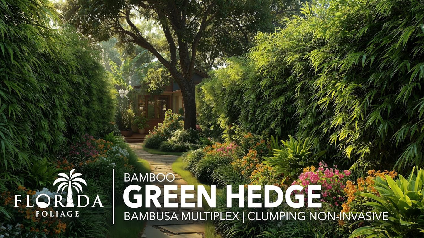 Green Hedge Bamboo | 3 Extra Large 3 Gallon Plants | Bambusa multiplex | Fast Growing Privacy Screen | Clumping Bamboo for Landscapes Gardens Walkways Accent Foundation Beds Decorative Garden