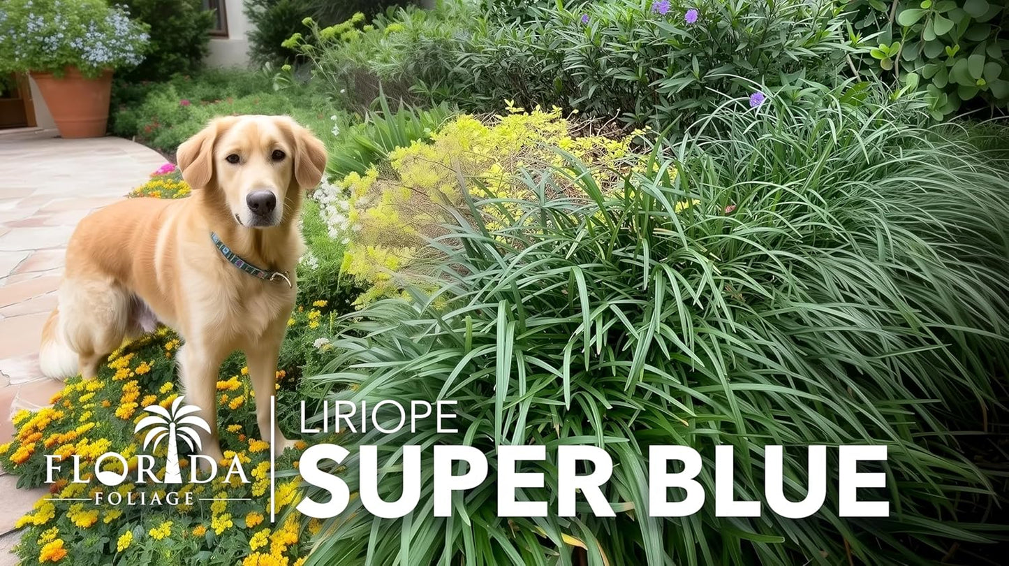 Liriope Super Blue | 2 Large Gallon Size Plants | Liriope muscari 'Super Blue' | Ornamental Ground Cover Plants | Shade-Tolerant Landscaping Perennial