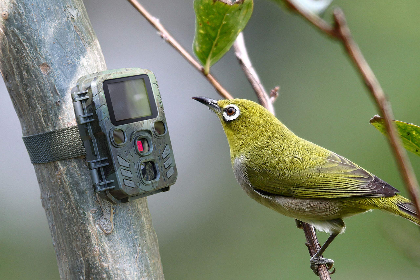 Technaxx Mini Nature Wild Cam Tx-117 Wildlife Camera 12Mp Hunting Camera Motion Activated Night Vision With Lcd Display Ip56 Wat